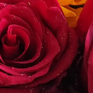3 rosas vermelhas