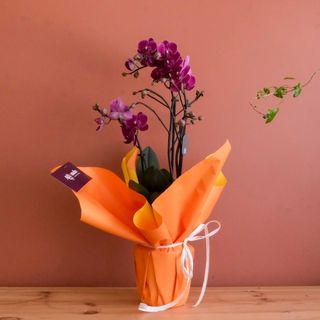 Orquídea