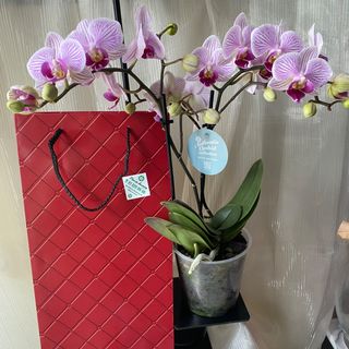 Orquídea cor de rosa