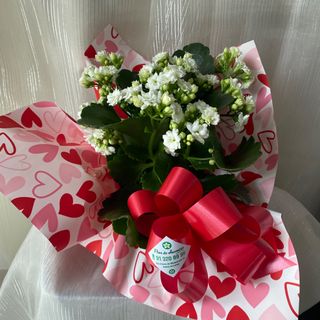 Planta Kalanchoe em Branco