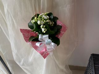 Planta Kalanchoe em Branco