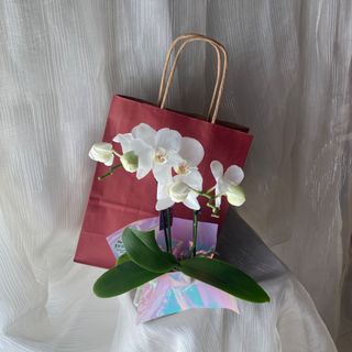 Mini orquídea branca