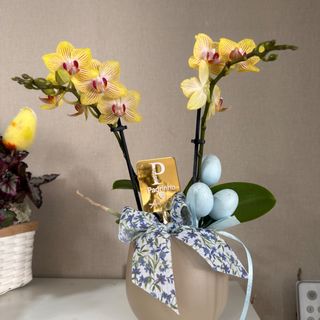 Mini orquidea adoro-te padrinho