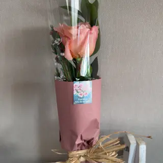 Ramo com 1 rosa cor de rosa