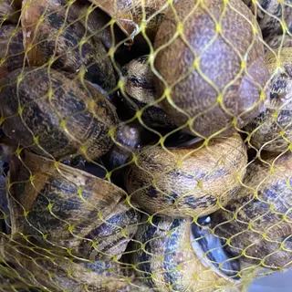 Caracoletas assadas