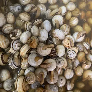 Caracois cozidos
