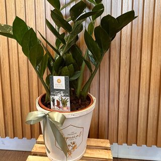 Zamioculca + Vaso Exterior