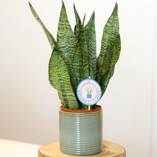 Espada de S. Jorge com Vaso de Cerâmica