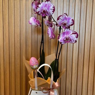 Malinha com Orquidea