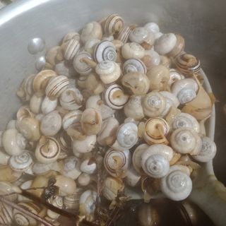 Caracóis