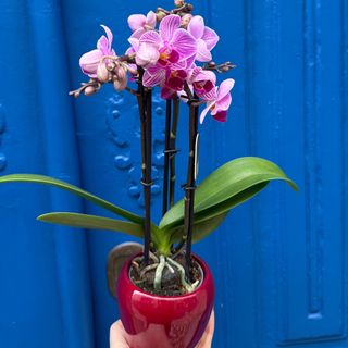 Orquídea mini