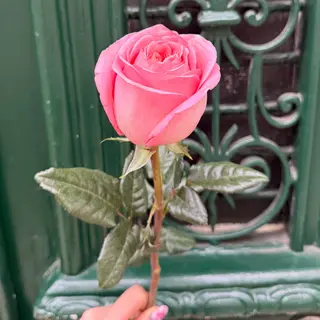 Rosa