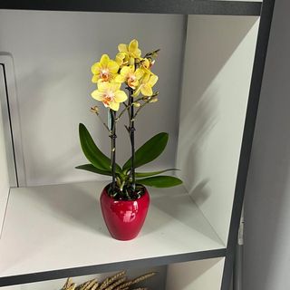 Mini orquídea