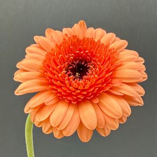Gerbera laranja pastel