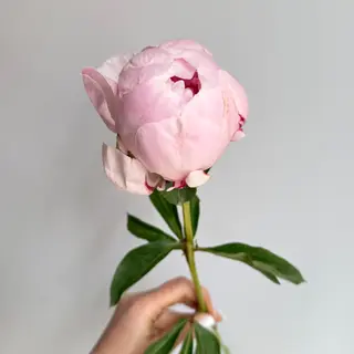 Peónia cor-de-rosa