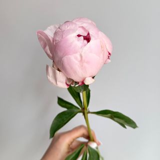 Peónia cor-de-rosa