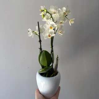 Orquídea mini branca