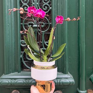 Orquídea mini (cor fúcsia)