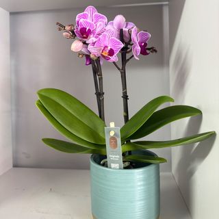 Orquídea mini fúcsia