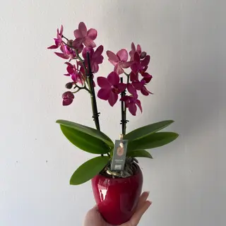 Orquídea mini fúcsia