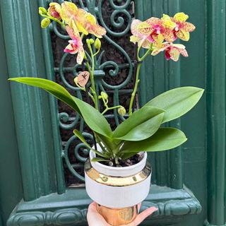 Mini orquídea amarehlo