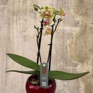 Orquídea mini amarela