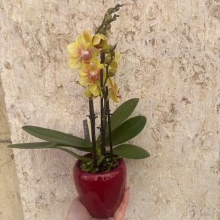 Mini orquídea amarehlo