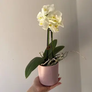 Orquídea média branca