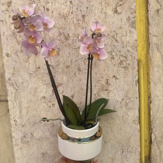 Orquídea (cor de rosa )