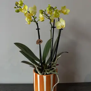 Orquídea média amarela