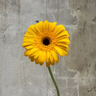 Gerbera amarela