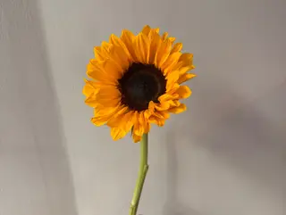Girassol
