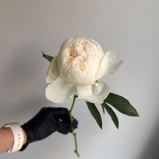 Peonia branca