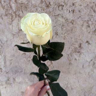 Rosa branca