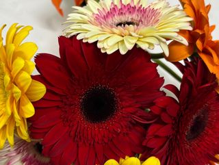Ramo Gerberas
