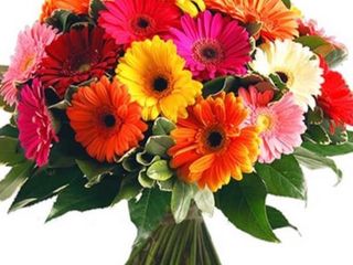 Ramo de Gerberas