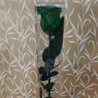 Rosa preservada verde