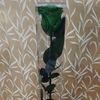 Rosa preservada verde