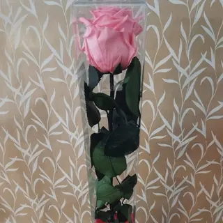 Rosa preservada rosa