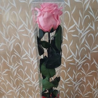 Rosa preservada rosa