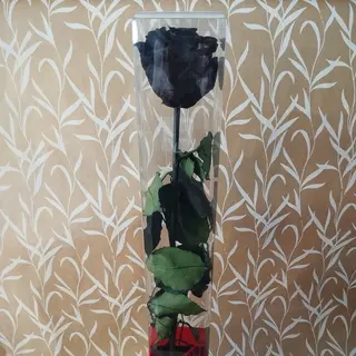 Rosa preservada preta