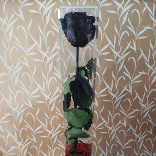 Rosa preservada preta