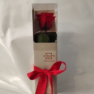 Rosa preservada vermelha
