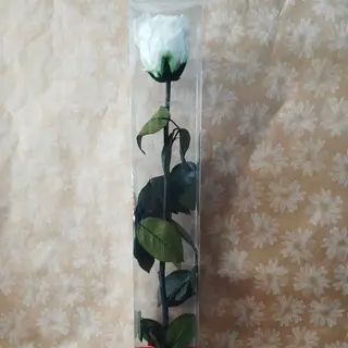 Rosa preservada branca