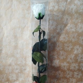 Rosa preservada branca