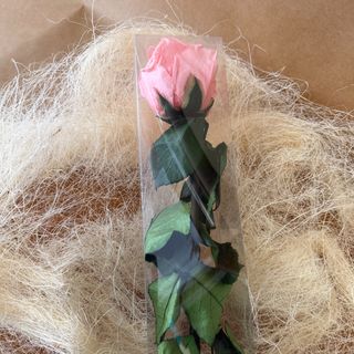 Rosa preservada rosa