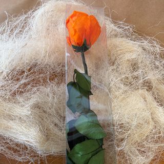 Rosa preservada laranja