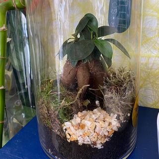 Terrario 40 cm