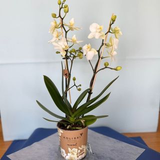 Orquidea média de 2 astes