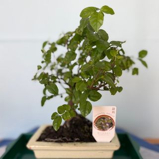 Bonsai sageretia